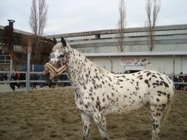 Calul dalmaţian