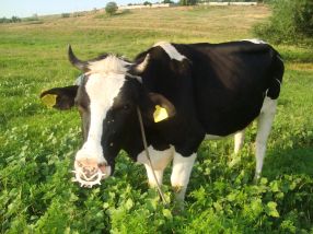 Vaca are ditamai belciugul în nas, după cum se vede în poză