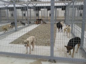 Maidanezi cazați în padocurile Ecosal Galați, adică în pușcăria animalelor