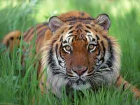 La Grădina Zoologică de la Gârboavele sînt trei tigri și 8 lei