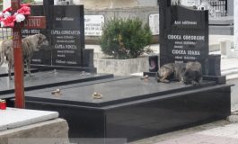 În Cimitirul Eternitatea, maidanezii își fac siesta pe cavourile de lux (foto)