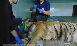 Au și animalele SMURD-ul lor: un tigru de la Zoo Galați a fost investigat de o echipă de medici din București