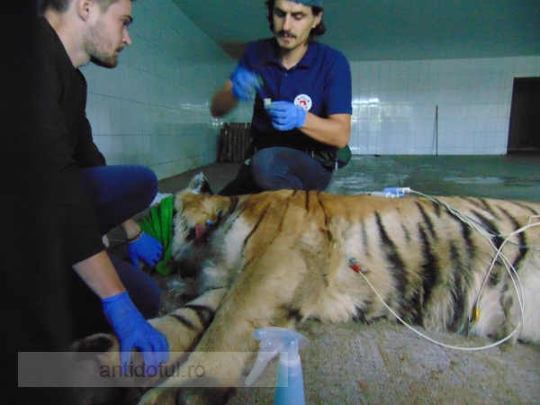 Au și animalele SMURD-ul lor: un tigru de la Zoo Galați a fost investigat de o echipă de medici din București