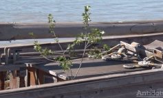 Mai eco de atît nu se poate: din Pînzarul Moldovenesc a răsărit un copac