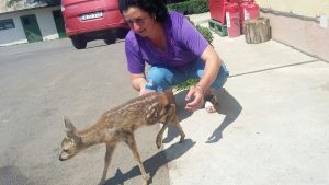 Căprioara Bambi, vedeta Zoo Galați