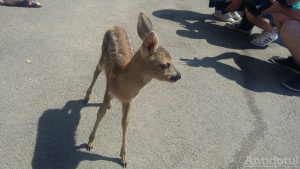 Căprioara Bambi, vedeta Zoo Galați