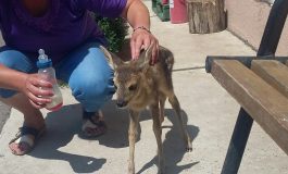 Bambi și-a luat buletin de Galați: un pui de căprioară a fost salvat de un gălățean și dus la Grădina Zoo
