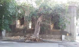 O casă și un copac din Galați se sprijină reciproc la bătrînețe