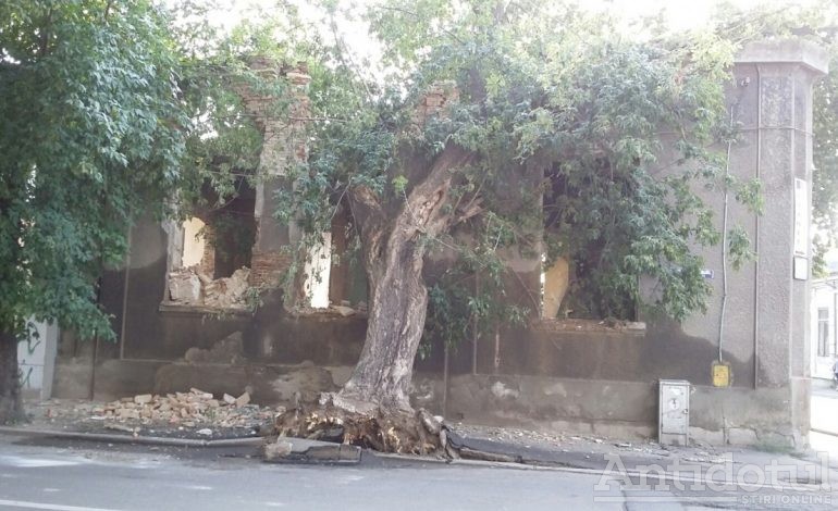 O casă și un copac din Galați se sprijină reciproc la bătrînețe