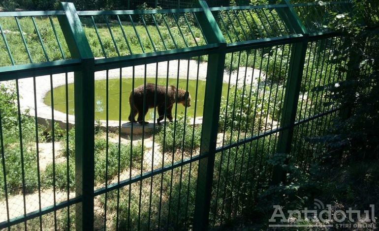 La Zoo Gîrboavele, ca la all inclusive: animalele mănîncă înghețată și fructe și stau toată ziua la piscină