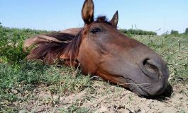 Subiect de film: un cal cu tendoanele rupte a rezistat șase ani pe o plajă de pe malul Dunării/Galerie foto