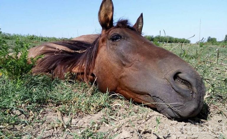 Subiect de film: un cal cu tendoanele rupte a rezistat șase ani pe o plajă de pe malul Dunării/Galerie foto