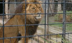 Anchetă a Poliției la Zoo Galați după ce niște „maimuțe” au agitat un leu