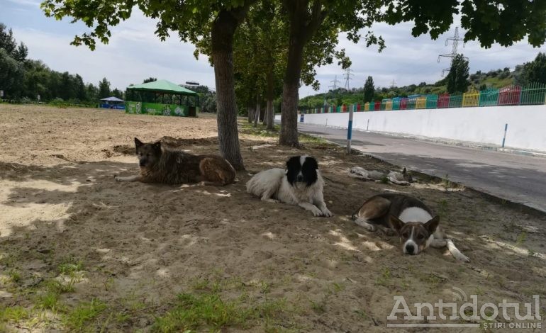 În mijlocul verii, plaja Dunărea este plină. Plină de câini!
