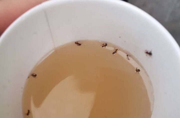 Insectele se adaptează: după carcalacii de la mall, gălățenii au descoperit furnicile din cafea