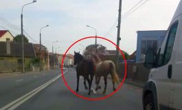 VIDEO/ Infrastructură de rahat! Doi cai s-au plimbat prin orașul Galați și și-au făcut nevoile în mijlocul străzii Traian