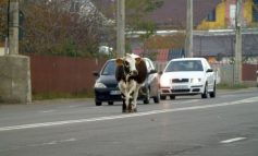 VIDEO/ O vacă s-a plimbat pe o stradă din orașul Brăila chiar în timp ce premierul Viorica Dăncilă se afla în vizită în Muntenegru