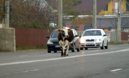VIDEO/ O vacă s-a plimbat pe o stradă din orașul Brăila chiar în timp ce premierul Viorica Dăncilă se afla în vizită în Muntenegru