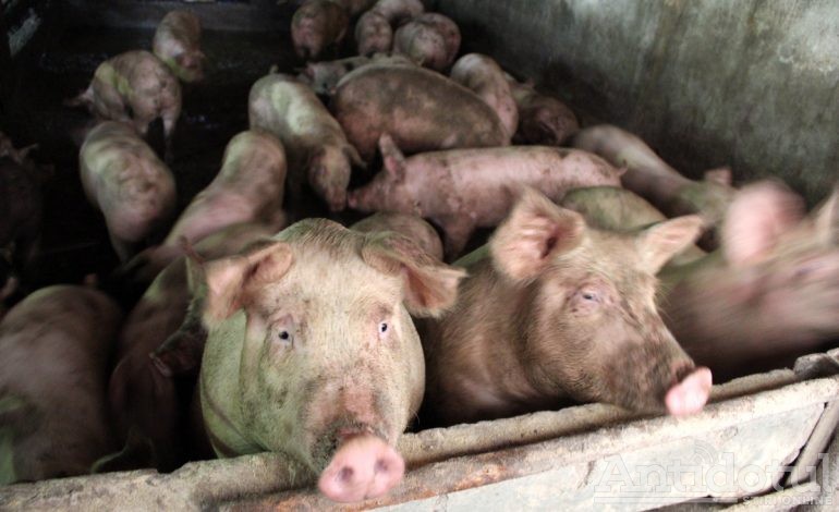 Pesta porcină se extinde.Trei localități sunt afectate și zeci de porci urmează să fie eutanasiați