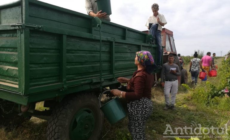 Nici toamna nu-i ca vara: agricultorii gălățeni au început să culeagă viile în luna august