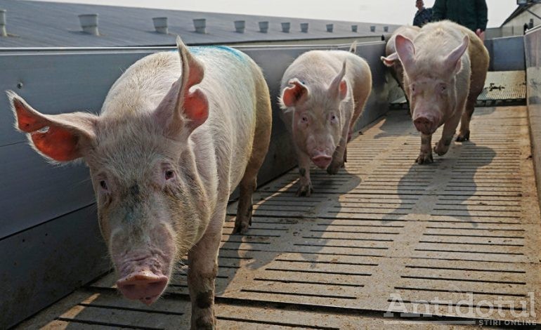 Trei brăileni au vrut să facă friptură cu carne de porc furată din complexul de la Tichilești, închis din cauza pestei porcine