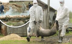 Pesta porcină africană a scăpat de sub control: a intrat într-un complex de porci din județul Brăila