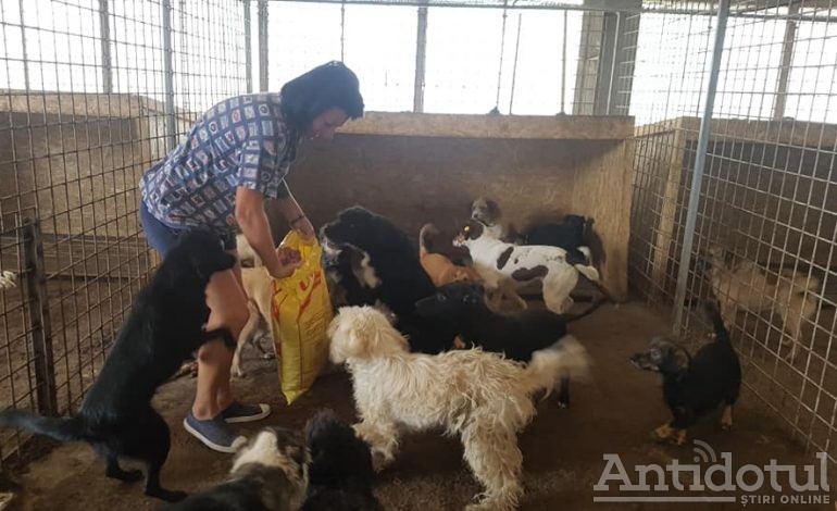 Primarul din Târgu Bujor s-a săturat de câinii maidanezi