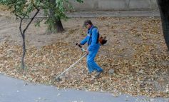 Măsuri de prevenţie. Angajaţii Gospodărire Urbană taie frunzele ca să nu crească iarba