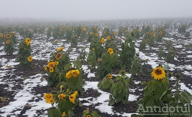 Galerie foto/ Un câmp plin de floarea soarelui a apărut la 80 de km distanță de Galați