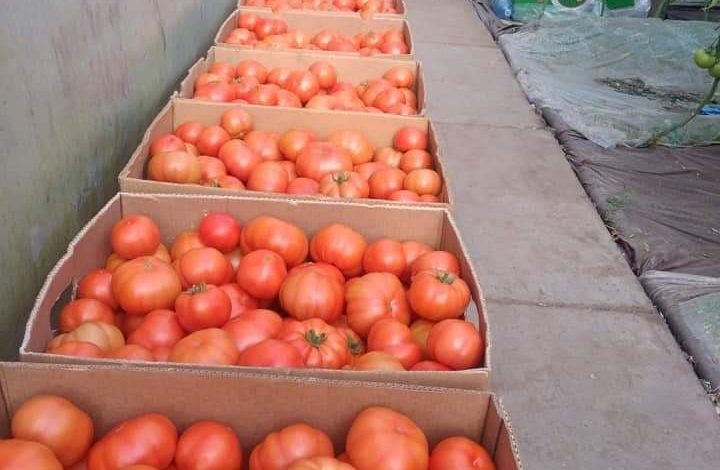 Tomatca se întoarce! Sprijinul per beneficiar crește la 4.000 de euro