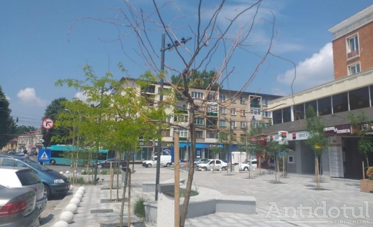 Galerie foto/Copacii plantați în centrul orașului Galați se usucă. Gălățenii ar putea rămâne cu betoane și boschete