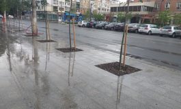 Gălățenii fac treaba Primăriei: câțiva cetățeni au smuls buruienile din centrul orașului Galați