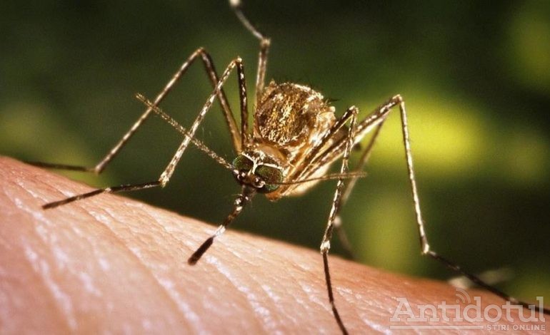 Hoardele de țânțari au punctat: un gălățean este primul român care s-a îmbolnăvit de West Nile
