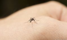 VIDEO/Gălățenii au luat cu asalt zona de promenadă a țânțarilor