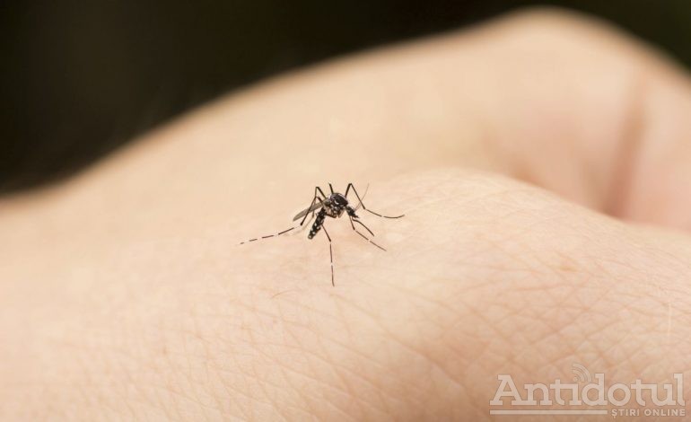 VIDEO/Gălățenii au luat cu asalt zona de promenadă a țânțarilor