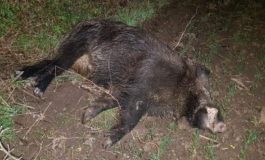 De frica pestei porcine, autoritățile se gândesc să împuște câinii fără stăpân din pădurea Gârboavele. La Zoo este alertă