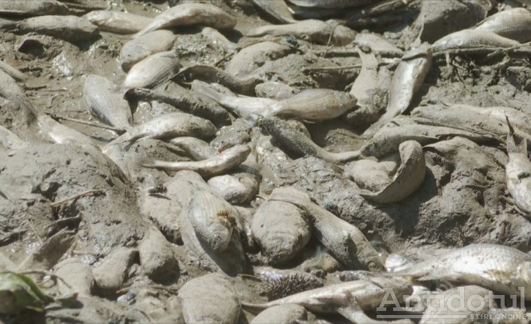 Iadul peștilor: mii de pești au murit la o baltă din județul Galați din cauza secetei și a birocrației