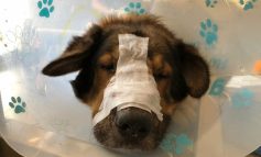 VIDEO/Cruzime împotriva animalelor: un câine de rasă din Galați a fost mutilat cu un fier încins