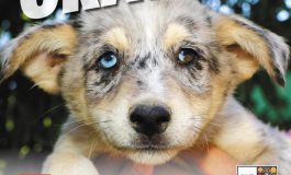 Campanie de sterilizare gratuită a câinilor din Galați
