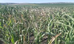 Galați – Brăila, în topul județelor afectate de secetă