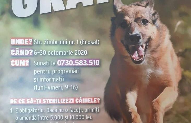 Campanie de sterilizare gratuită a câinilor maidanezi desfășurată cu sprijinul Ecosal