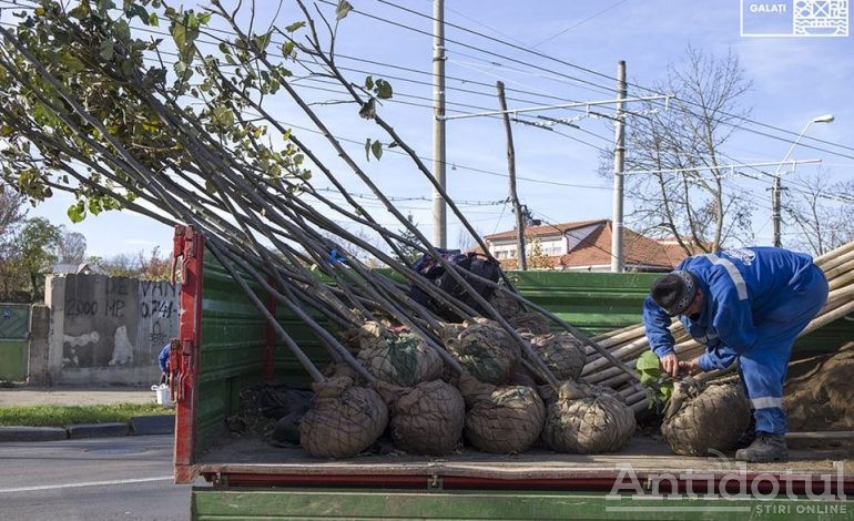 Primăria Galați anunță o amplă campanie de plantare de copaci