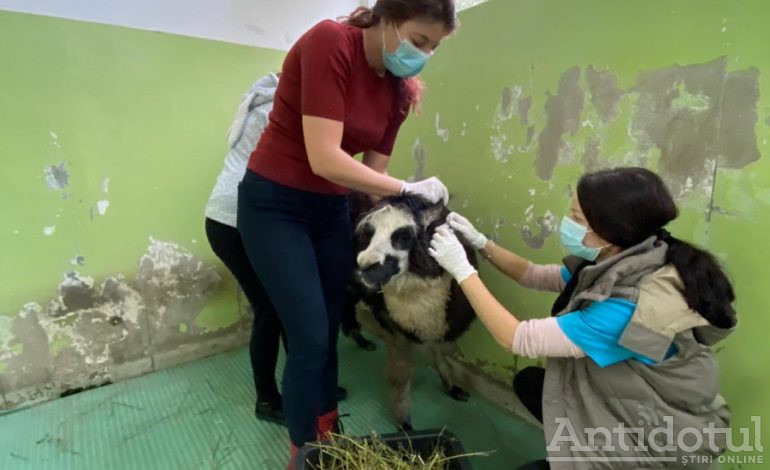 O alpaca din Galați s-a dus la Cluj-Napoca pentru a se trata la dinți și pentru a-și face manichiura/pedichiura