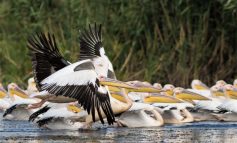 VIDEO S-au înmulțit pelicanii din Brăila. O mică deltă a apărut în apropierea orașului