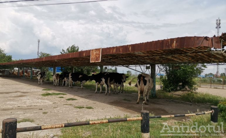 Avantajele traiului în UE: vacile stau la umbră în stația de autobuz
