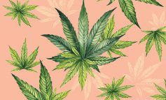 Marijuana conține substanțe anti-COVID