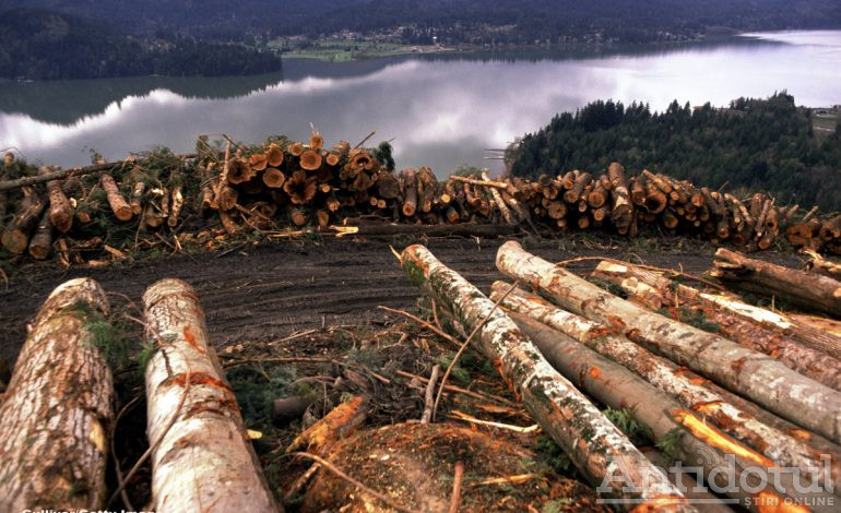 Curățăm România de Copaci, o campanie a Ministerului Mediului