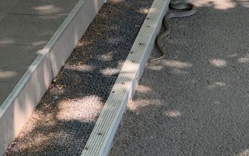 VIDEO Ca-n codru: un șarpe de 2 metri s-a plimbat pe  strada Brăilei