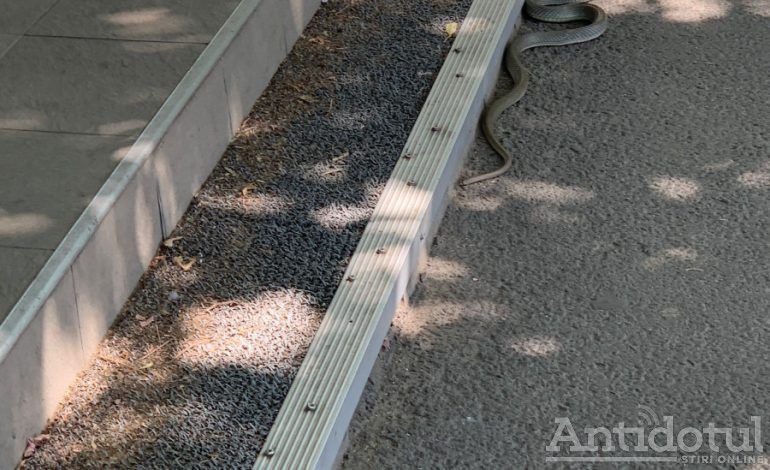 VIDEO Ca-n codru: un șarpe de 2 metri s-a plimbat pe  strada Brăilei