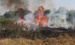 VIDEO Incendiu de vegetație uscată la Vânători. Flăcările s-au extins pe mai multe hectare de pământ